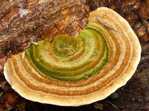 Fungi Strange Colorful Fungi Growing On A Log At The End O Flickr