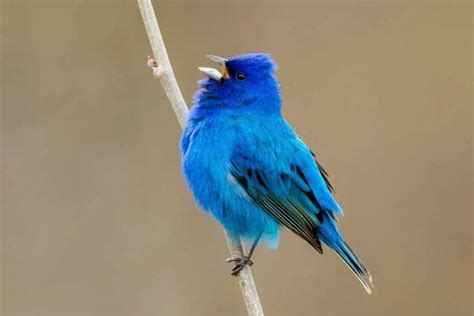 Birds With Blue Heads Bird Feeder Hub