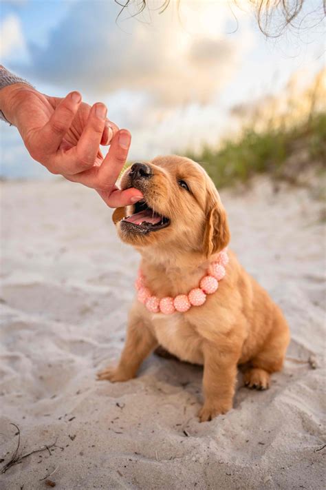 Earley Goldens Golden Retriever Puppies For Sale In Eustis Fl Akc