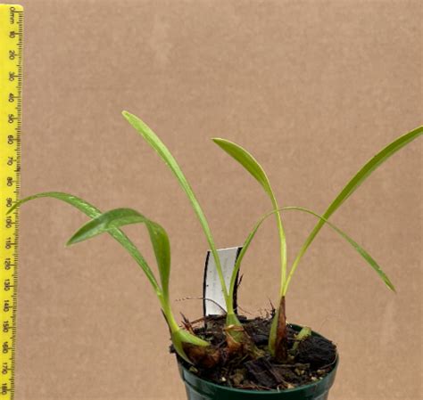 Maxillaria Schunkeana Plantae Orchids And Rare Plants