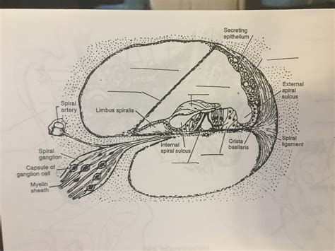 Cochlear Duct Diagram | Quizlet