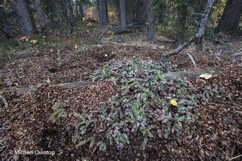 Red Squirrels Hoarding Behavior Journal Of A Wildlife Photographer