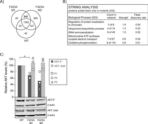 Mutation Of Apim In Eno Activates Oxidative Phosphorylation And Reduce