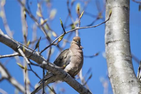 Images Gratuites Branche Hiver Oiseau Faune Printemps Le Bec