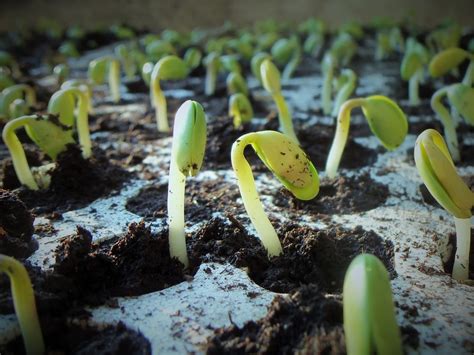 Seed Germination Science Project