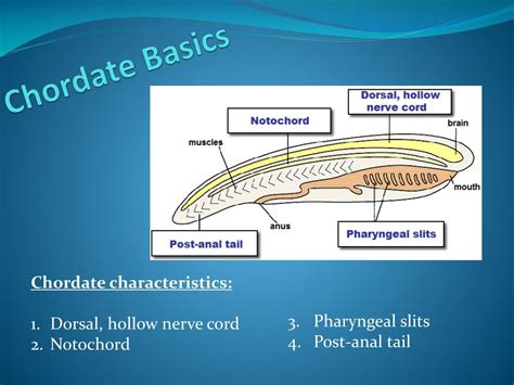 PPT - Chordate Phylogeny PowerPoint Presentation, free download - ID ...