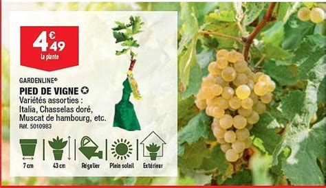 Promo Pied De Vigne Gardenline Chez Aldi Icatalogue Fr