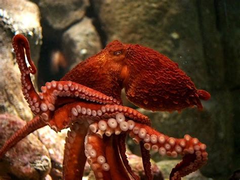 East Pacific Red Octopus Animals Wiki Fandom