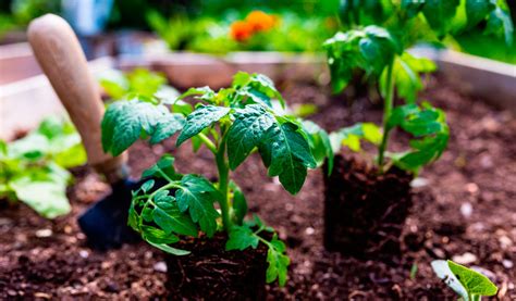 Tomates Quel Engrais Choisir Et Comment L Utiliser Jardiland