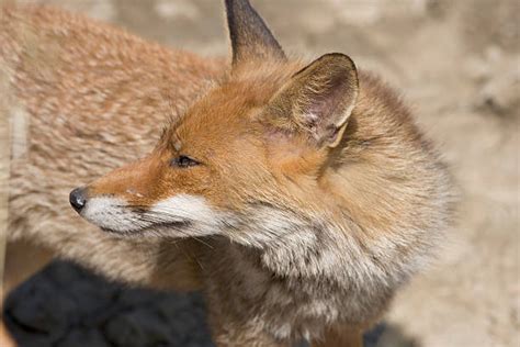 Best Fox Head In Profile Stock Photos Pictures And Royalty Free Images