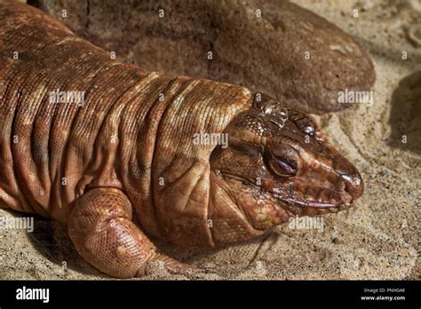 He Argentine Red Tegu Tupinambis Rufescens Often Referred To As