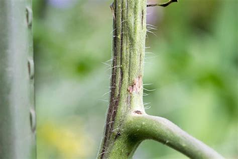 5 Common Tomato Stem Problems & How To Fix Them - Tomato Bible