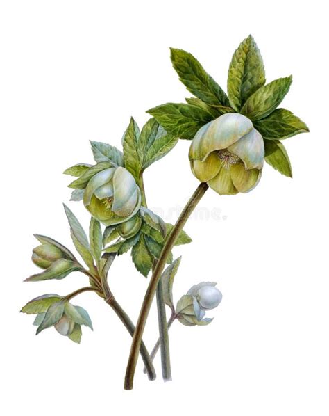 Botanical Watercolor Illustration of a Green Flower of Helleborus ...