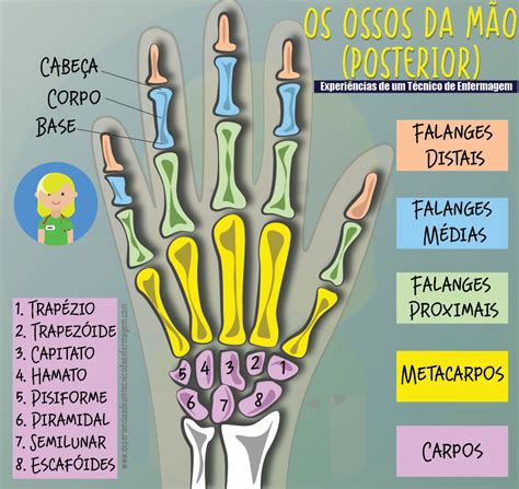 Ossos Do Bra O Anatomia Do Corpo Humano Resumos S Escola