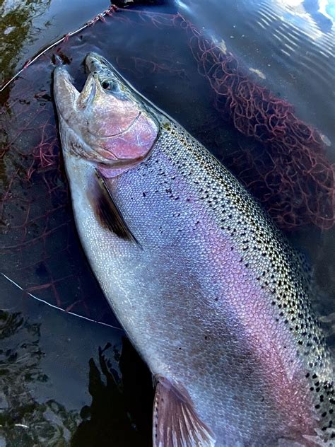 北海道の尻別川でニジマスを釣る爆釣 Bigtrout Fishing Hokkaido