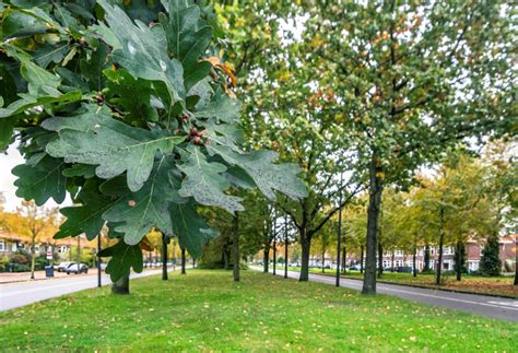 herken jij de boomsoorten natuur milieu