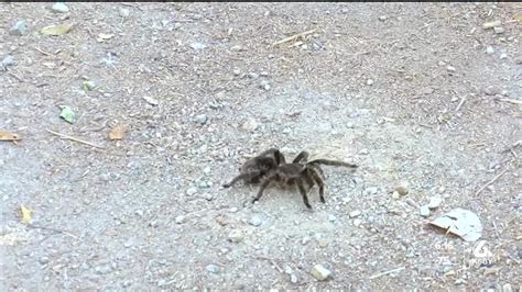 What To Know About Tarantula Mating Season Youtube