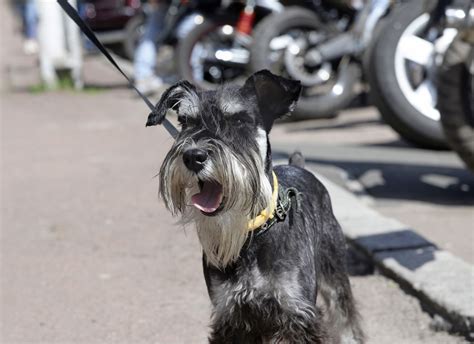 The Beast At The End Of The Leash Modern Dog Magazine
