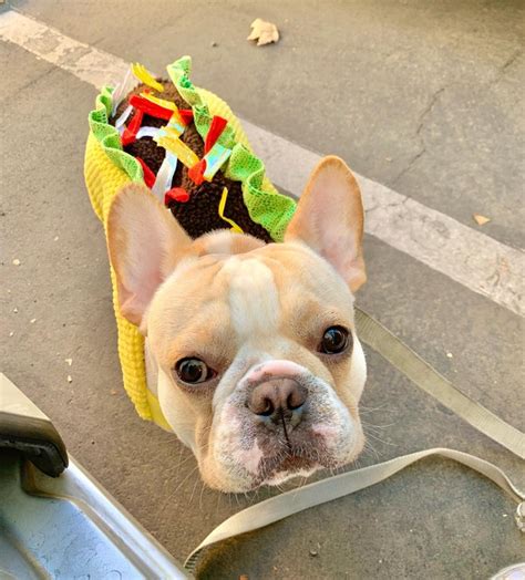 French Bulldog Halloween Costumes: How to Dress Your Frenchie in Style - French Bulldog Cafe