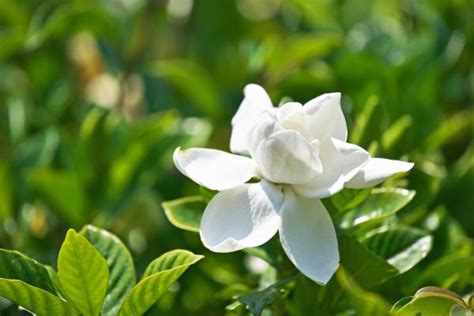 Las 10 mejores plantas para el dormitorio No te pierdas cuáles son y