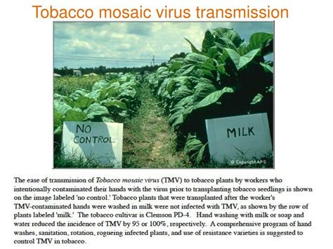 PPT - Tobacco mosaic virus PowerPoint Presentation, free download - ID ...