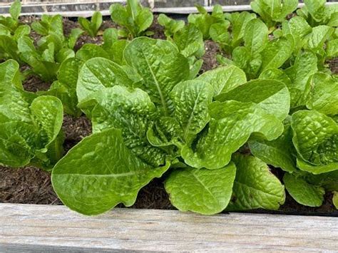 (150) Growing Romaine Lettuce From Volunteer Plants - YouTube | Romaine ...