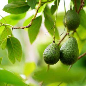 Lila Avocado Tree