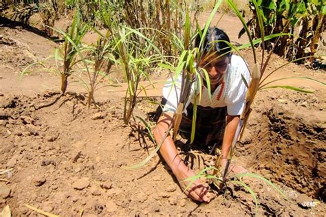 Crise Clim Tica P E Em Risco A Alimenta O Da Am Rica Latina E Do Caribe