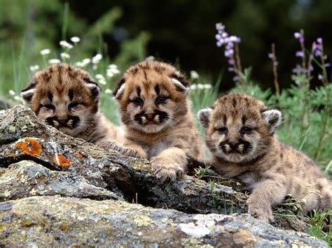 animal cubs