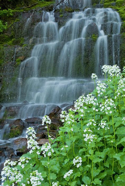 Waterfall And White Wildflowers Photograph By Howie Garber Fine Art