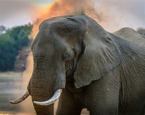 Gray Elephant Walking On Grass Field · Free Stock Photo