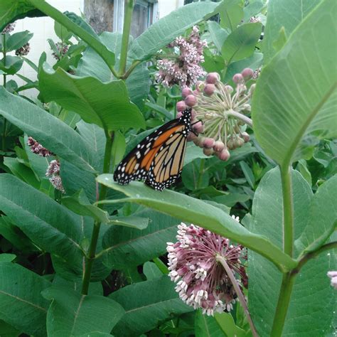 Asclepias Incarnata Cinderella Swamp Milkweed Cinderella In