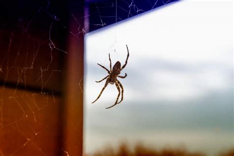 How To Get Rid Of Spiders 7 Important Steps