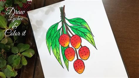 how to draw litchi litchi drawing step by step draw litchi লচ