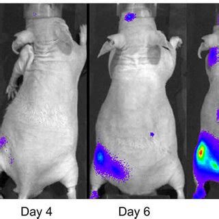 In Vivo Imaging Of 10 BC Particles Injected In The Left Femur Of Nude