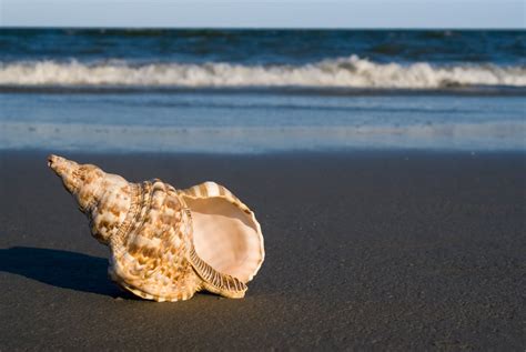 A Guide To The Worlds Most Expensive Shells