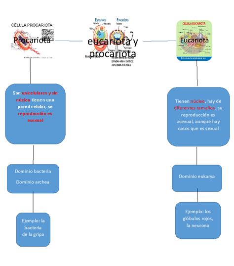 Mapa Conceptual De La Celula Procariota Y Eucariota Diferencias Hot