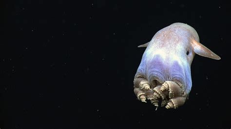 10 Dumbo Octopus Facts & Adaptations! | Fun Facts You Need to Know!