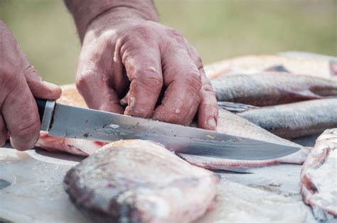 The 10 Best Fishing Knives Of 2024 Expert Guide