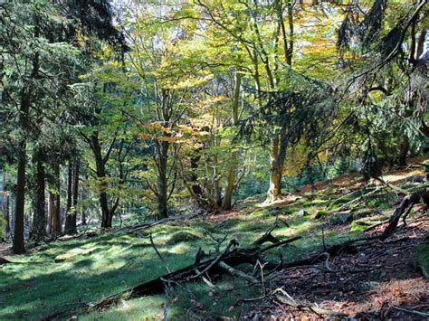 Nachwachsender Rohstoff Was Holz möglich macht ökoLeo Umwelt und