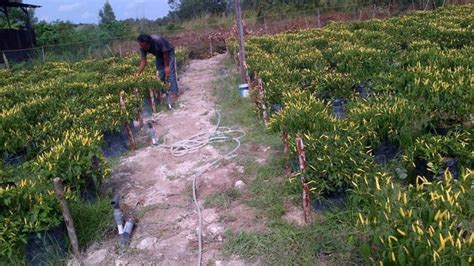 Cara Menanam Cabe Rawit Di Kebun Sinautani