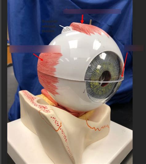 Lateral View Of Eye Diagram Diagram Quizlet