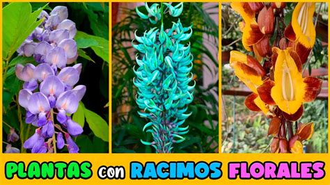 PLANTAS Con RACIMOS FLORALES Que Vas A QUERER TENER YouTube