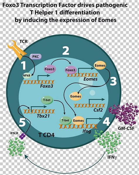 Immunology Société Française D immunologie Research T Cell Interferon