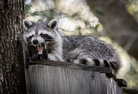 Raccoon Removal Four Steps To Defeating Furry Hulks Abc Humane