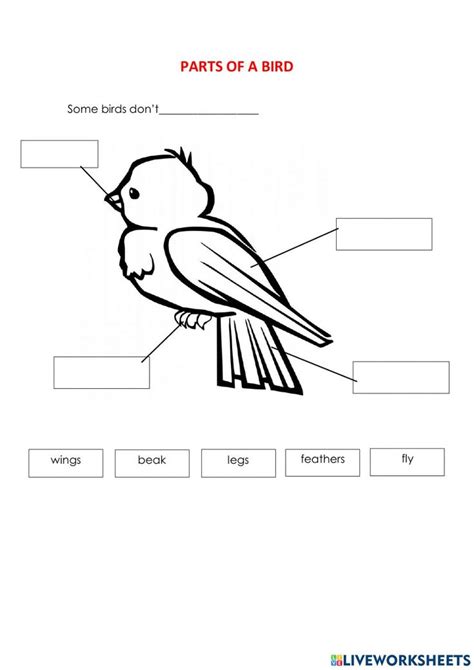 Birds Worksheets