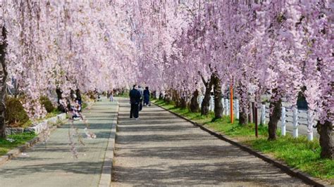 Ultimate Map of Cherry Blossoms in Tohoku - WAttention.com