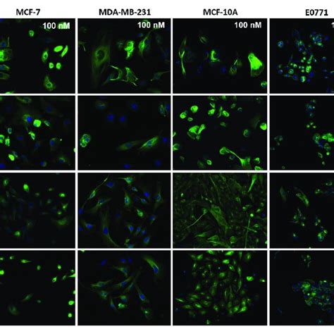 Effect Of Free Ptx Ptx Plga Nps And Blank Plga On Microtubules In Download Scientific Diagram