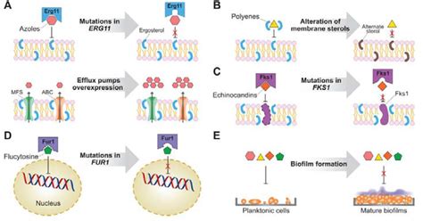 Resistance mechanisms to antifungal agents in C. auris. Mutation of ... 