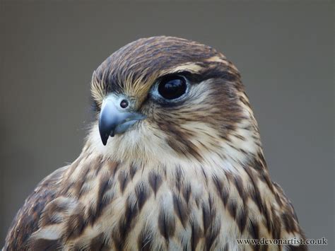 Merlin Bird Prey Free Photo On Pixabay Pixabay
